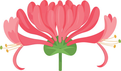 Obraz premium Vector Illustration of Pink Honeysuckle Flower Isolated on White Background for Botanical Design