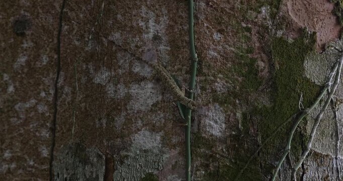 Camouflaged lizard clinging to vine on mossy tree trunk in tropical rainforest. Wildlife biodiversity and natural survival adaptation.