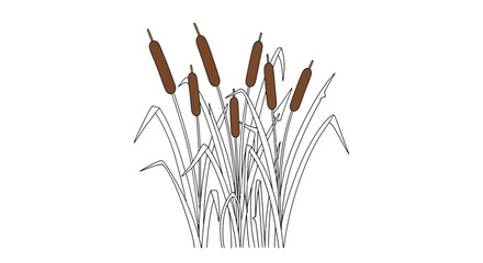 Obraz premium Cattails illustration with brown seed pods.