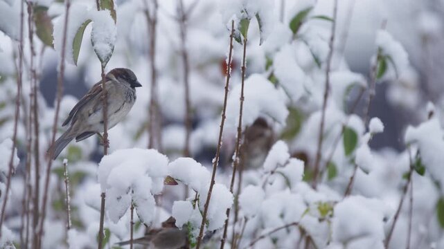 House sparrows perched on thin plant bush twigs in winter covered in snow