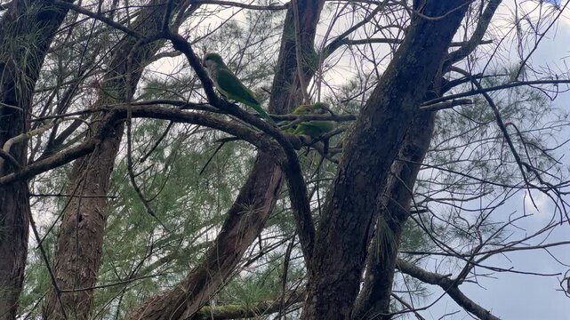 Two monk parakeets interacting and feeding each other on a pine tree branch in Imbe, Brazil. 4K ProRes 30fps.