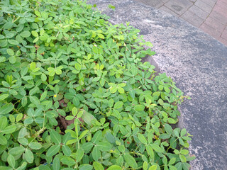 Lush Green Ground Cover on Stone Surface