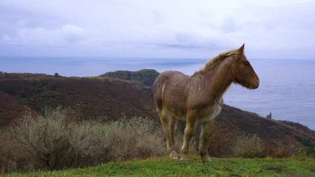 Young Wild Horse Standing on Stormy Akao Cliff Lookout, Oki Islands Japan