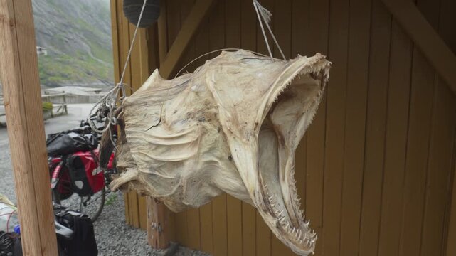 Closeup Of Dried Cod Fish Head Hanging Outside Wooden Shed - Stockfish Production In Norway.