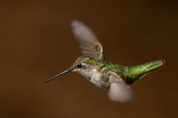 Fototapeta premium hummingbird in flight with fast wings.