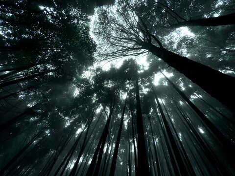 Natural crown shyness pattern creating gaps between forest tree canopies.