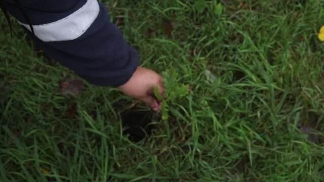 Person planting an oak tree