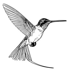 Fototapeta premium Graceful Hummingbird in Flight: Dynamic Line Art Illustration Capturing Natural Motion and Delicate Wings on a Clean Background