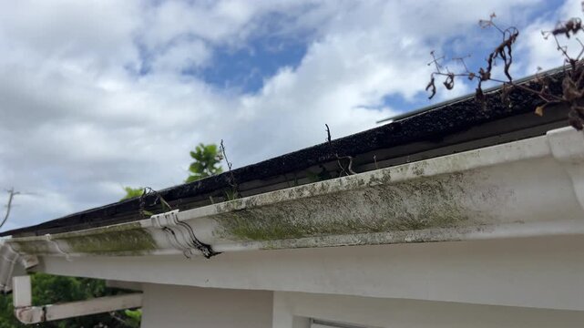 Neglected white rain gutter on a house with grass growing inside, leading to a disconnected and leaking downspout pipe. 4K ProRes 30fps.