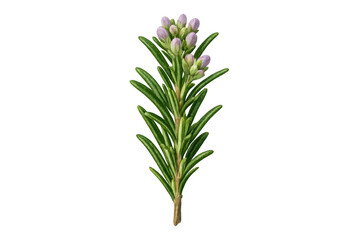 Rosemary branch with lilac flowers and green leaves, cooking herb and botanical spice on transparent background