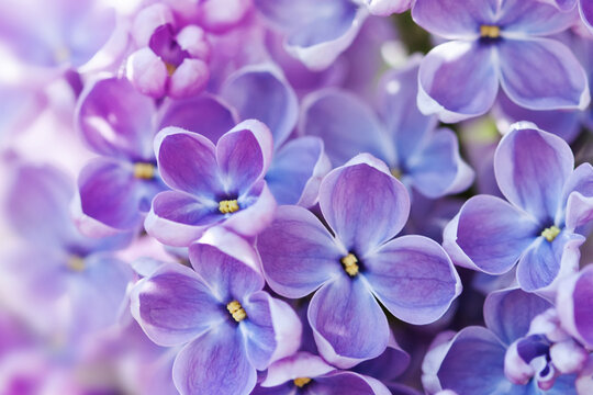 Close-up Syringa vulgaris common lilac branch. Springtime flowers violet petal plant.