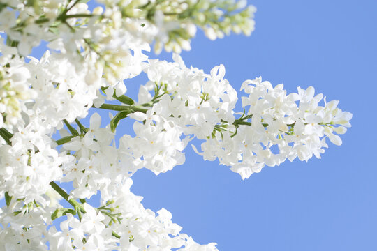 Close-up Syringa vulgaris common lilac branch. Springtime flowers white petal plant. Lilacs blooming macro nature background
