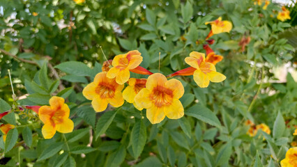 Obraz premium Garden flowers blooming naturally with leaves and stems visible