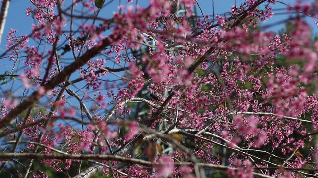 Bulbul Bird Perched on Blooming Thai Sakura Tree (Prunus cerasoides)