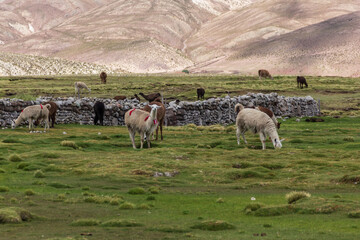Fototapeta premium Llamas at Tomave - Quijarro, Potosi, Bolivia