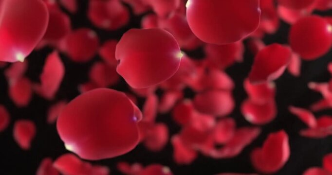Red Blood Cells in Motion.