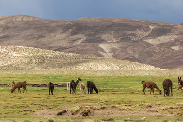 Naklejka premium Llamas at Tomave - Quijarro, Potosi, Bolivia