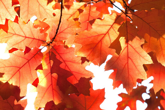 Close-up colorful red brown orange leaves sunny day park scene. Red oak tree branch macro view photo. Autumn foliage background. 
