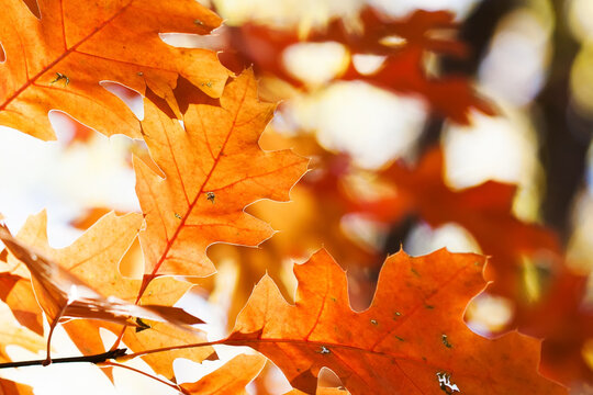 Autumn foliage colorful orange brown leaves, sunny day forest scene. Close-up red oak leaves background. 