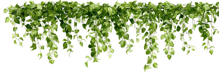 Hanging vine foliage, lush green leaves cascading down