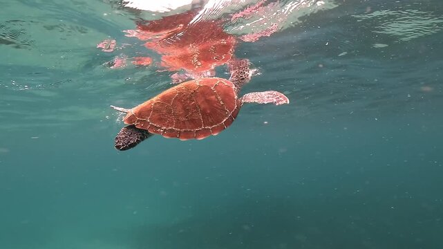 Slow motion of a juvenile green turtle surfacing to breathe, lifting its head above the water before gently descending back toward the seabed in a calm coastal lagoon at Byron Bay, Australia.