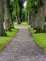 Obraz premium Small path beweet big trunks of trees, grass on both sides of the pad. Outdoor, park. Tranquility, tranquil scenery. Peaceful environment.