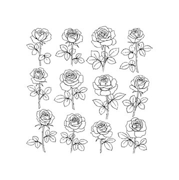 Collection of Detailed Rose Illustrations