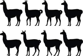 Obraz premium Llama and alpaca silhouettes collection with standing poses isolated on white background wildlife farm mammal black vector illustration set