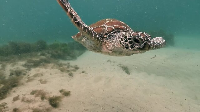 A juvenile green turtle swims straight toward the camera in close-up, its curious face and smooth shell clearly visible as it glides calmly through the lagoon waters of Byron Bay, Australia.