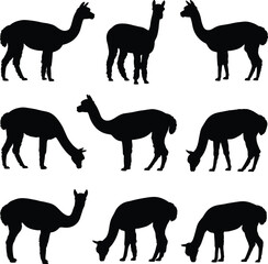 Obraz premium Alpaca and llama silhouettes set, farm livestock animals grazing and standing poses, rural agriculture wildlife illustration, isolated black figures