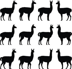 Obraz premium Llama silhouettes collection farm animals standing poses woolly body shapes isolated black nature flat vector illustration design