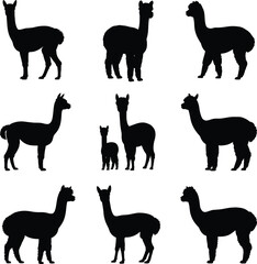 Obraz premium Alpaca and llama silhouettes set, cute farm livestock animals in standing poses, rural wildlife illustration, isolated black figures collection