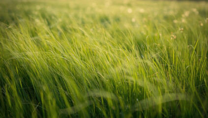 Obraz premium Lush green meadow with tall grass swaying in soft sunlight