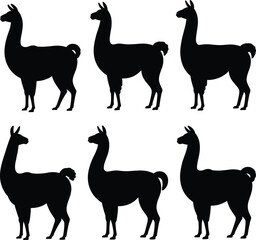 Obraz premium Llama animal silhouettes set with standing poses isolated on white background wildlife farm mammal black vector illustration collection