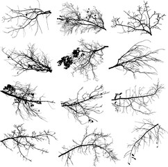 Fototapeta premium Vector. Vector silhouette of oak branches.