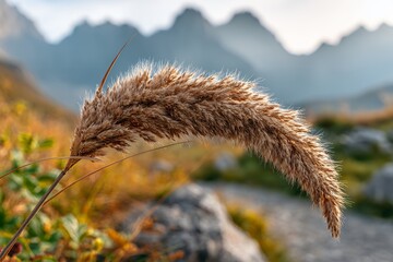 Close-up of foxtail grass in mountain landscape with soft focus