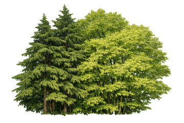 Fototapeta premium Lush green deciduous and evergreen trees growing together, creating natural forest foliage, transparent background