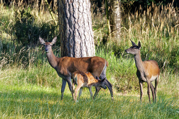 Rothirsch (Cervus elaphus) Kahlwild © Rolf Müller