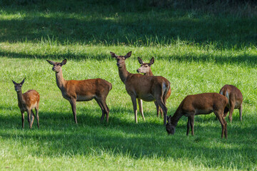 Rothirsch (Cervus elaphus) Kahlwild © Rolf Müller