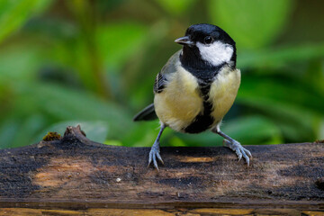 Obraz premium Kohlmeise (parus major)