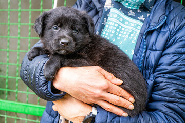 Puppy little dog in hands Black animal pet