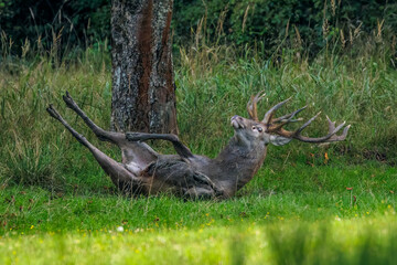 Rothirsch (Cervus elaphus) © Rolf Müller