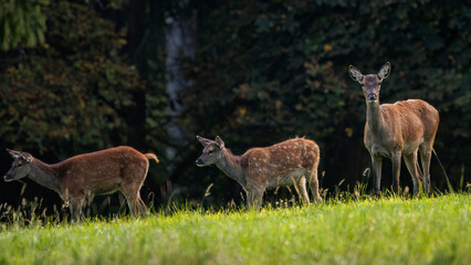 Rothirsch (Cervus elaphus) Kahlwild © Rolf Müller
