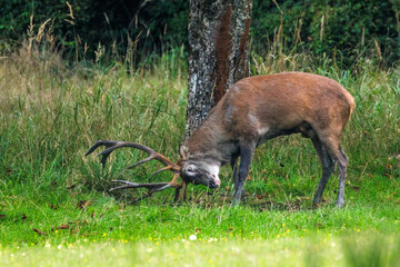 Rothirsch (Cervus elaphus) © Rolf Müller