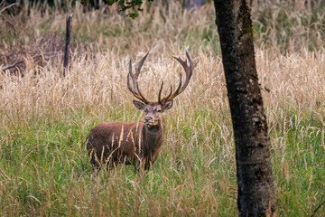 Rothirsch (Cervus elaphus) © Rolf Müller
