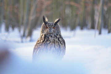 Obraz premium A eagle owl sitson the ground. Wildlife scene with a eagle owl. Bubo bubo
