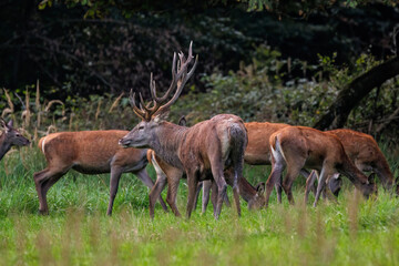 Rothirsch (Cervus elaphus) © Rolf Müller