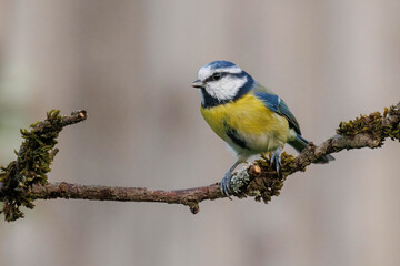 Naklejka premium Blaumeise (Cyanistes caeruleus)