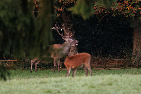 Rothirsch (Cervus elaphus), ungerader 14-Ender