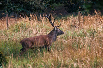 Rothirsch (Cervus elaphus), ungerader 14-Ender © Rolf Müller